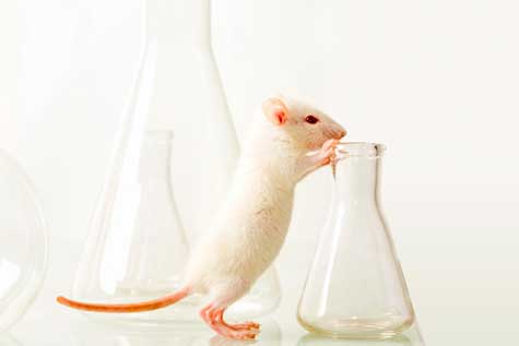 Animals, Laboratory; Laboratory Animals