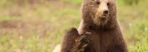 Investment Strategies Bear Spreads