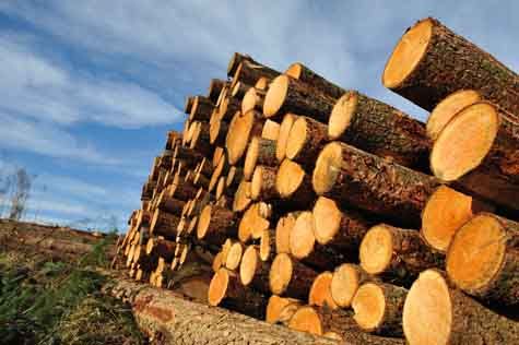 Opening a Logging Company - Start a Logging Contractors Business ...