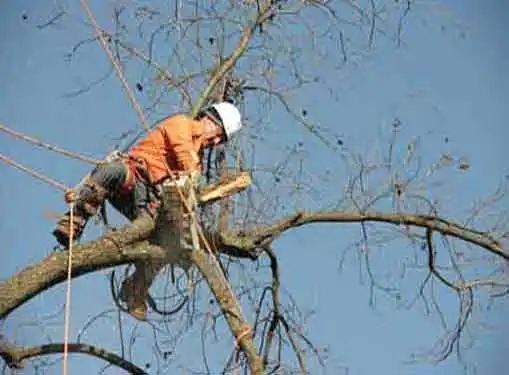 Tree Trimming Service